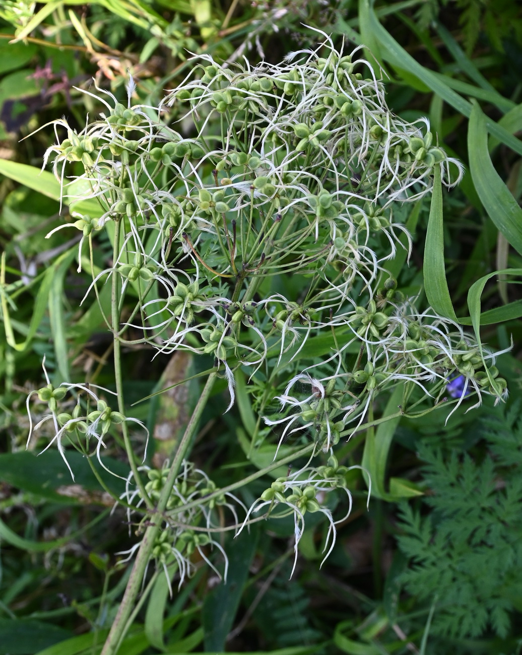 Image of Clematis recta specimen.