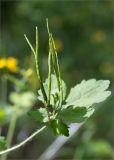 Chelidonium majus. Соплодие. Республика Татарстан, окр. с. Камское Устье, дол. р. Волга, хвойно-широколиственный лес (с Pinus, Quercus, Ulmus, Acer), обочина грунтовой дороги. 01.06.2026.
