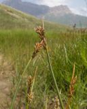 род Carex