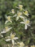 Clematis vitalba. Цветки и фрагменты листьев. Испания, Каталония, пров. Жирона, комарка Баш Эмпорда, муниципалитет Тороэлья-де-Монгри, зарастающая кустарником и всокотравьем обочина полевой дороги. 11.09.2026.