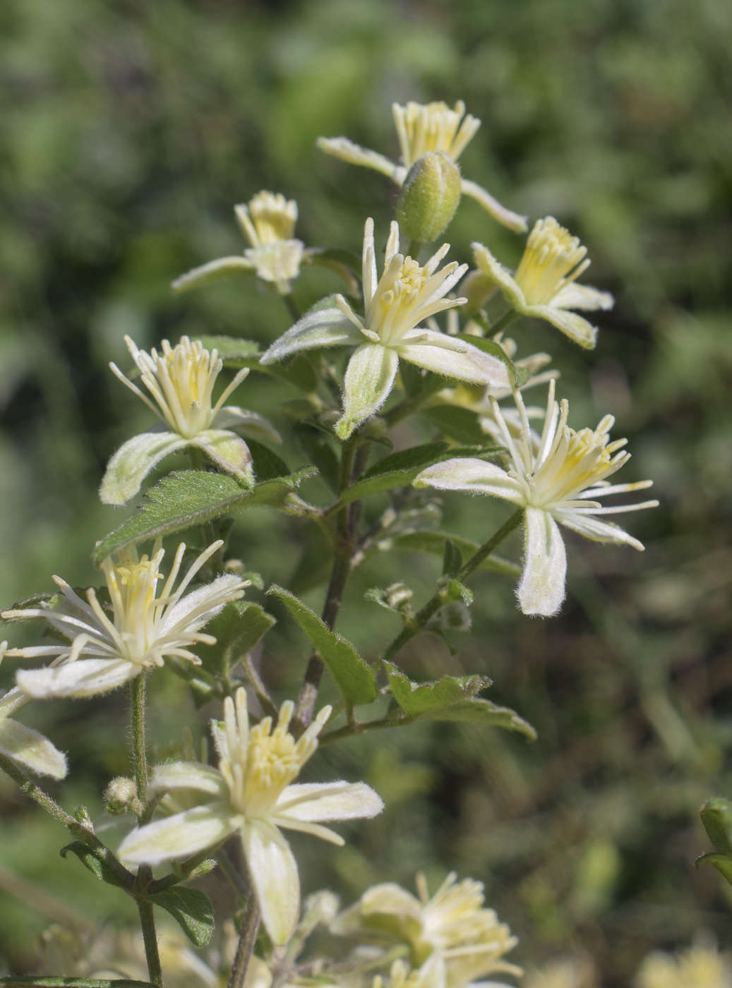 Изображение особи Clematis vitalba.