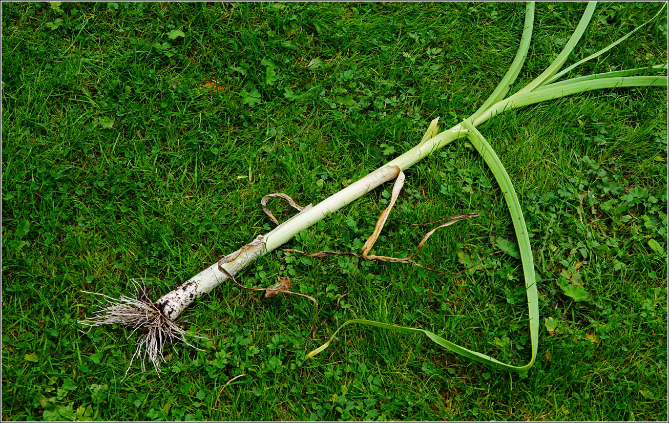 Изображение особи Allium porrum.