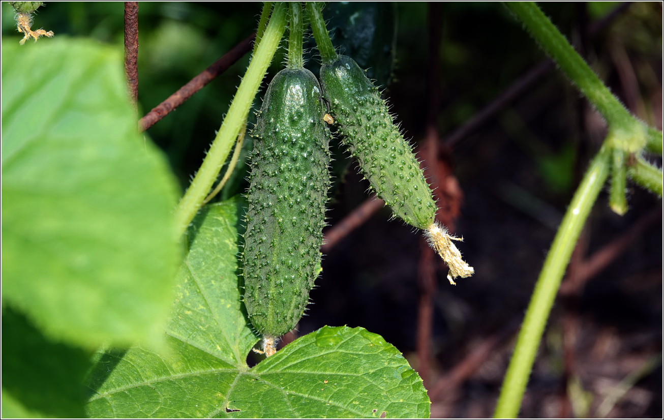 Изображение особи Cucumis sativus.