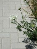 Daucus carota