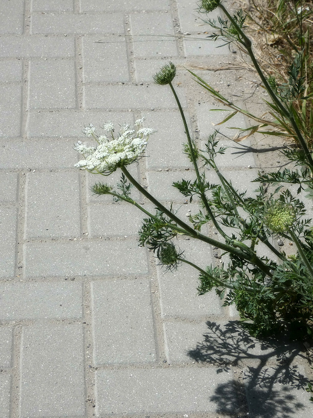 Изображение особи Daucus carota.