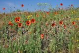 Papaver laevigatum