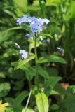 Myosotis sylvatica. Верхняя часть цветущего растения. Московская обл., Пушкинский р-н, парк в усадьбе \"Мураново\". 22.05.2011.