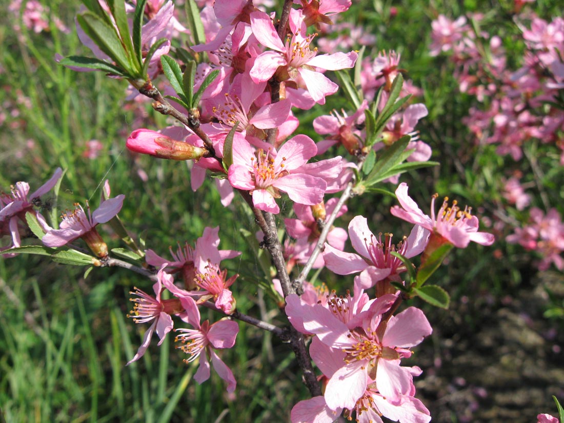 Image of Amygdalus nana specimen.