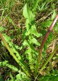 Taraxacum marklundii. Лист. Ярославская обл., Брейтовский р-н, с. Горинское, берег р. Себла. 30.05.2010.