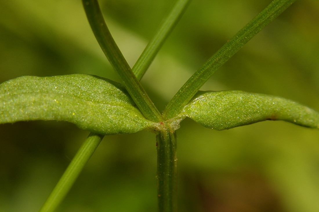 Изображение особи Valerianella locusta.