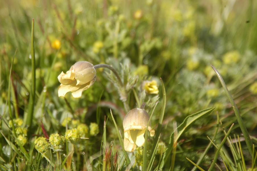 Image of Pulsatilla albana specimen.