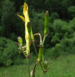 Hemerocallis minor