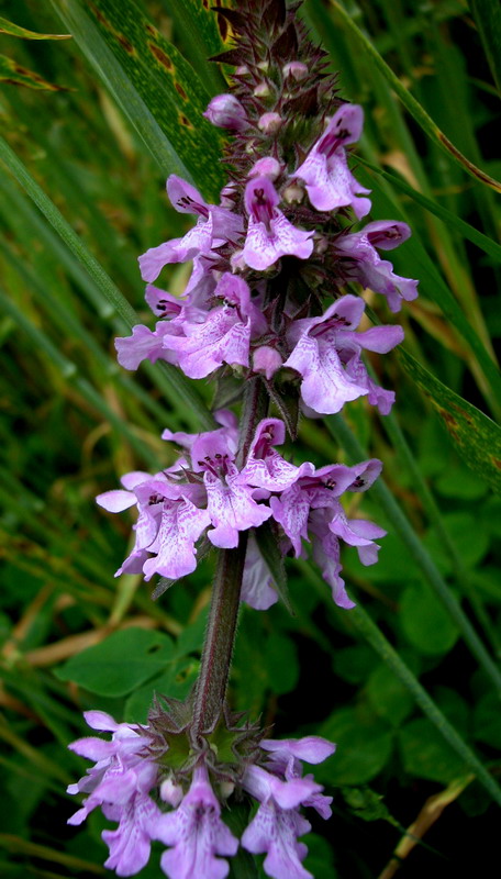 Изображение особи Stachys palustris.