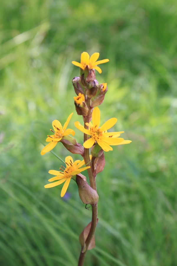 Image of Ligularia sibirica specimen.