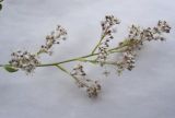 Lepidium latifolium. Часть соцветия. Новосибирская обл., Карасукский р-н, с. Благодатное, луг. 05.07.2011.