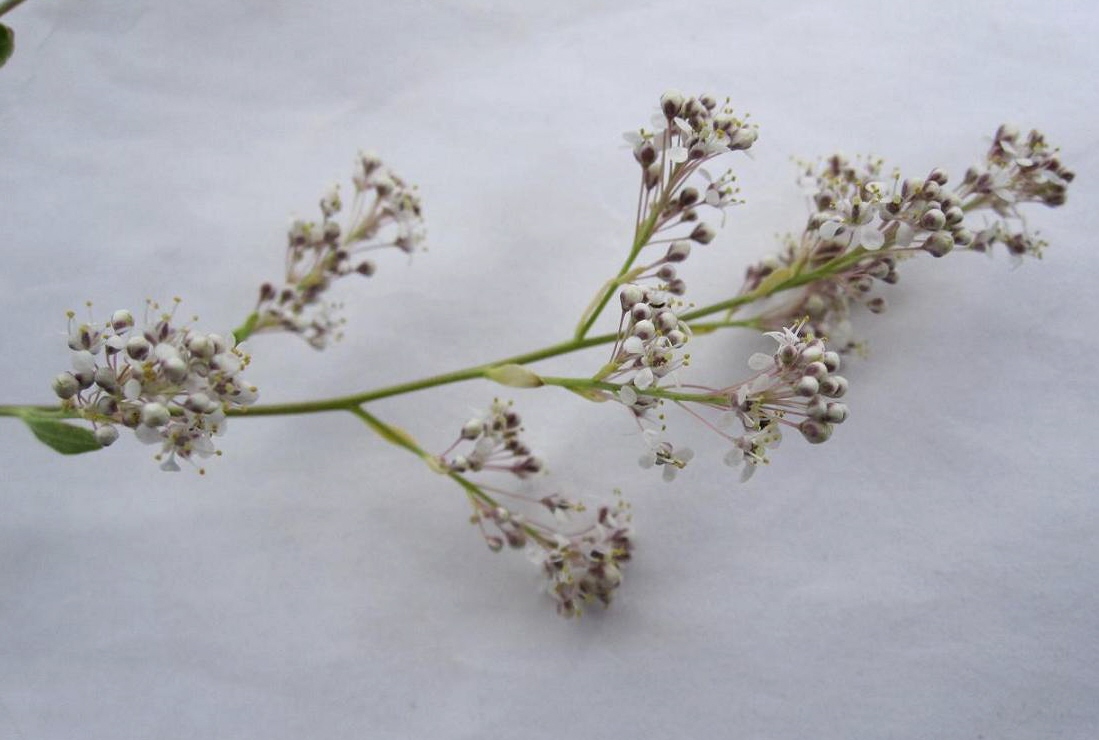 Изображение особи Lepidium latifolium.