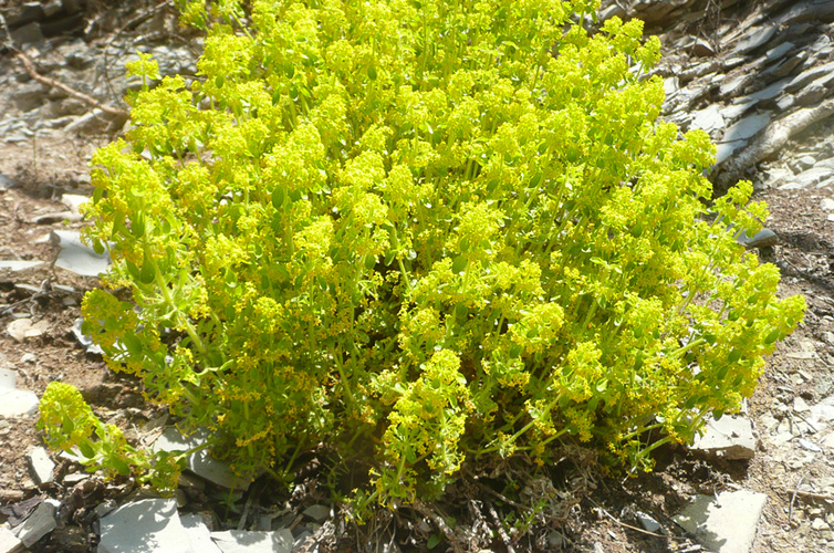 Image of Cruciata taurica specimen.