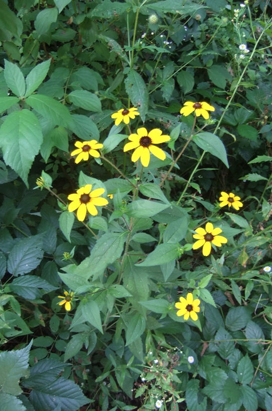 Image of Rudbeckia triloba specimen.