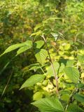 Rubus idaeus. Верхушка побега. Новосибирская обл., Искитимский р-н, окр. пгт Линёво, степная балка \"Титов Лог\". 14 августа 2011 г.