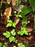 Ranunculus quelpaertensis