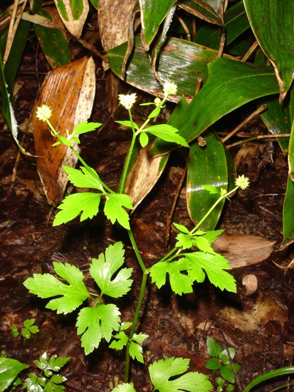 Image of Ranunculus quelpaertensis specimen.