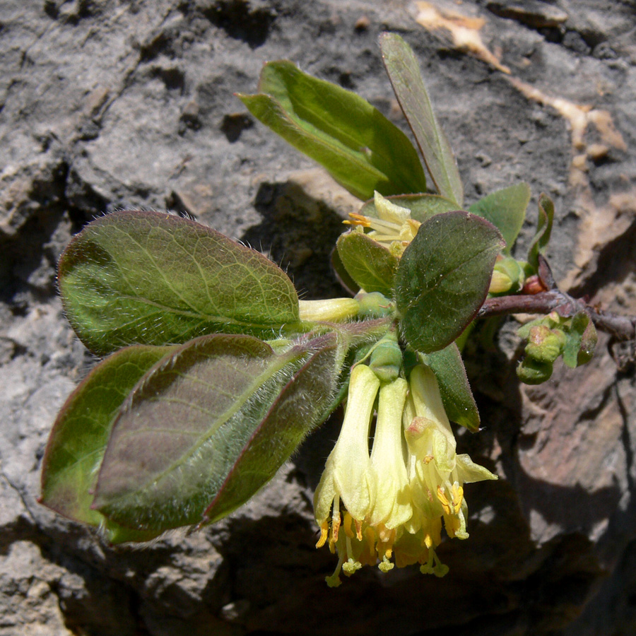 Image of Lonicera × subarctica specimen.