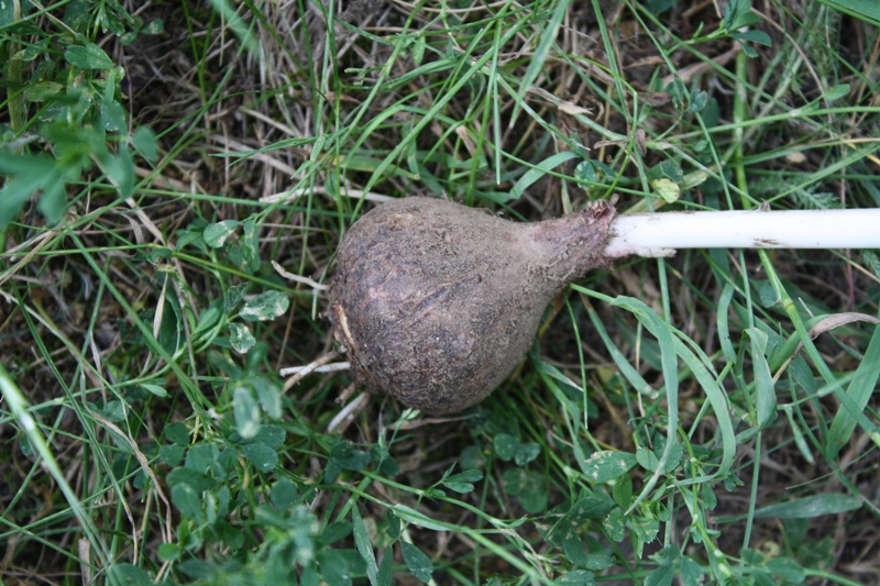 Изображение особи Leopoldia comosa.