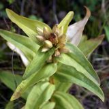 Gentiana cruciata. Соплодие на верхушке побега. Ленинградская обл., Ломоносовский р-н, Кирхгофские высоты, луг на известняке. 25.09.2011.