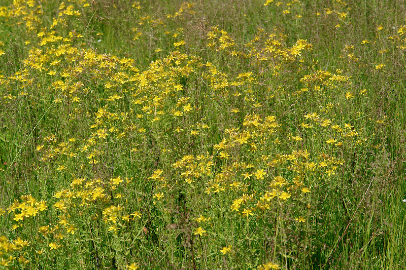 Изображение особи Hypericum maculatum.