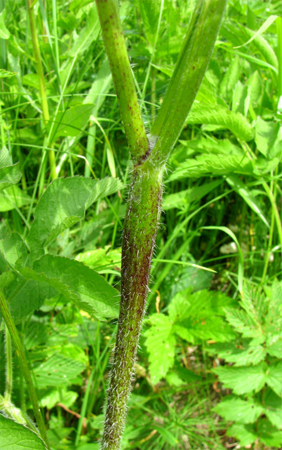 Image of Chaerophyllum aromaticum specimen.