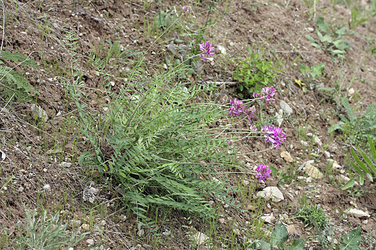 Image of familia Fabaceae specimen.