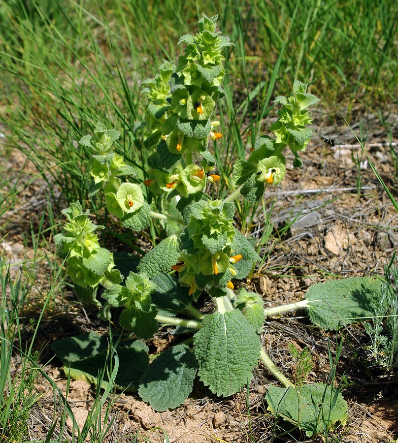 Изображение особи Eremostachys isochila.