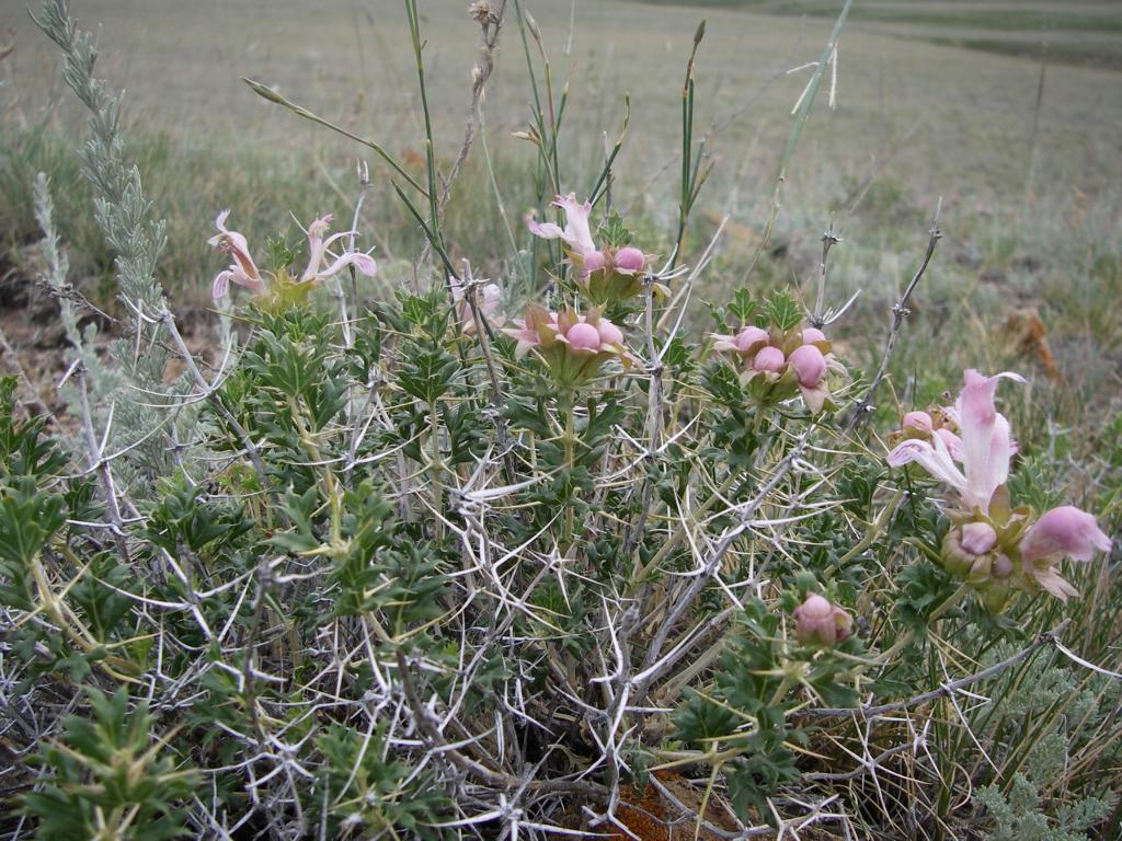 Изображение особи Lagochilus platyacanthus.