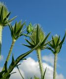 Dipsacus laciniatus