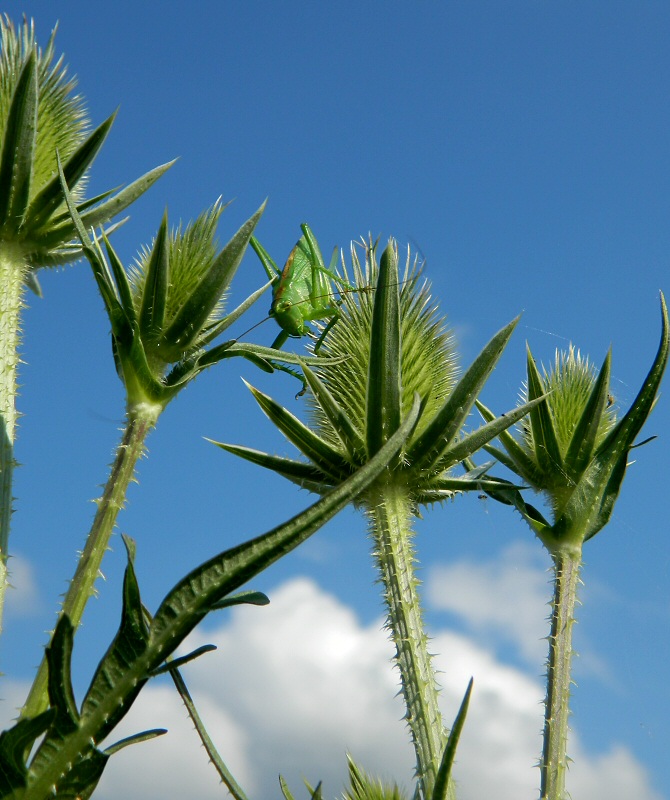 Изображение особи Dipsacus laciniatus.