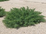 Salsola