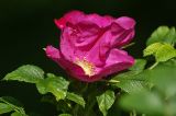 Rosa rugosa. Цветок. Московская обл., Раменский р-н, окр. дер. Хрипань, дачный участок. 22.06.2008.