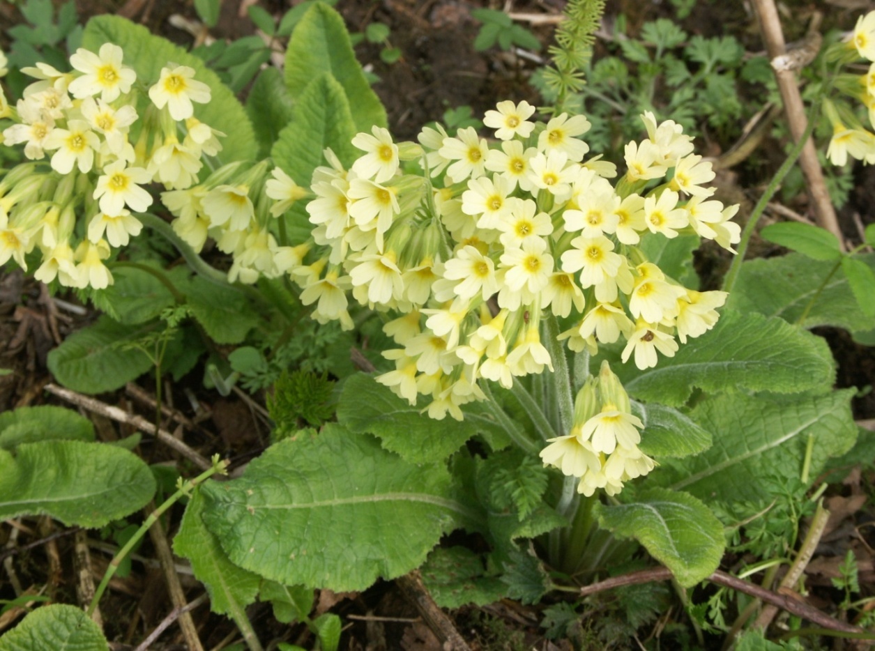 Изображение особи Primula elatior.