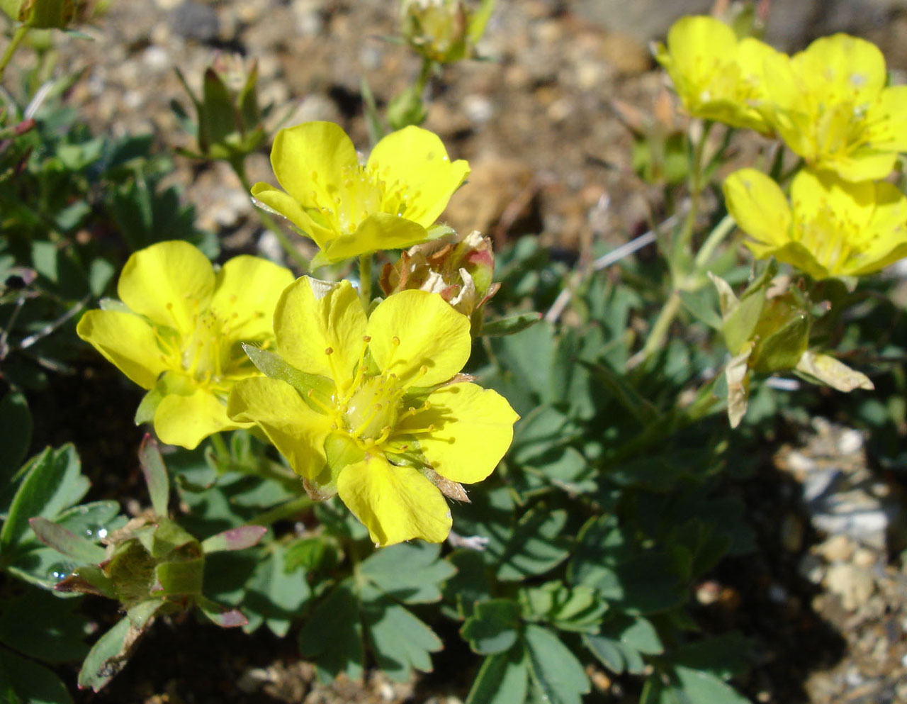 Image of Potentilla miyabei specimen.