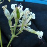 Silene nutans