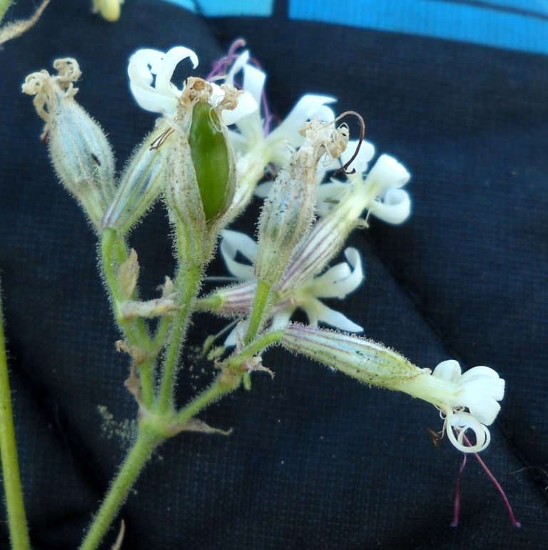 Изображение особи Silene nutans.