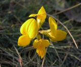 genus Lotus. Соцветие. Украина, Днепропетровская обл., Петриковский р-н, окр. с. Кулеши, песок. 20.09.2011.