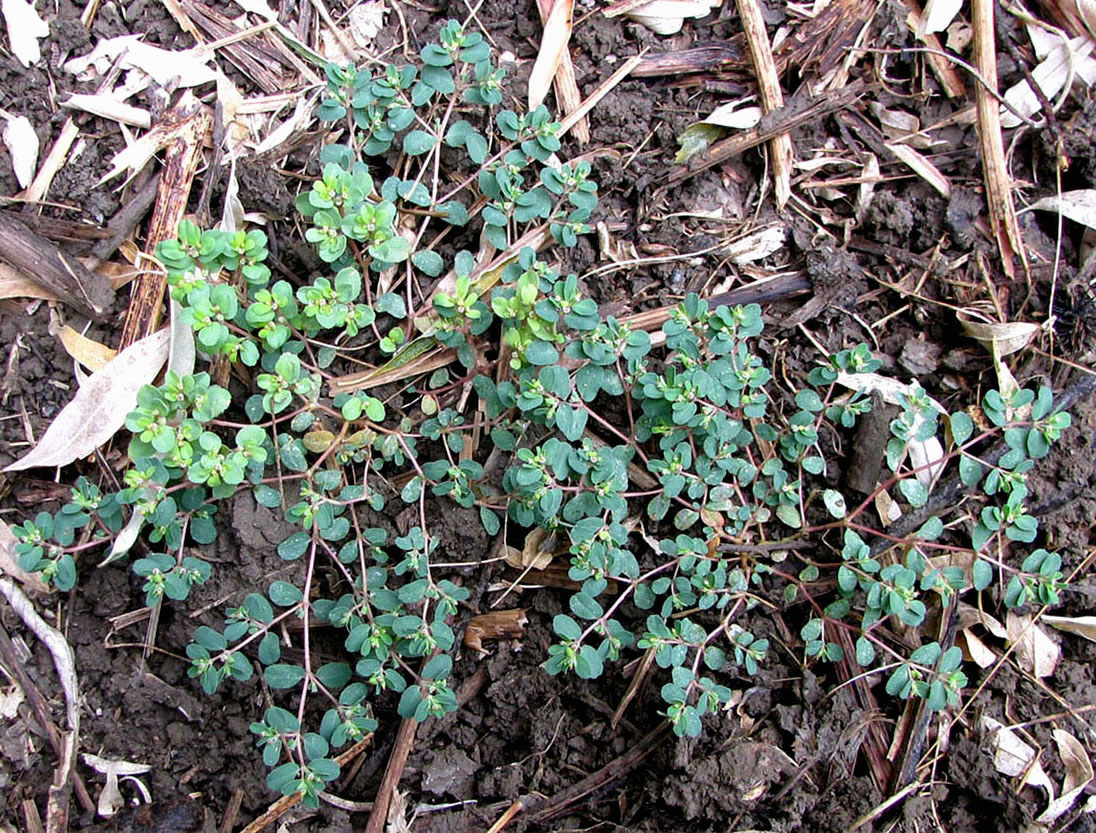 Image of Euphorbia chamaesyce specimen.