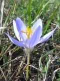 Crocus speciosus