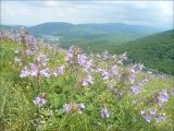 Salvia ringens. Цветущие растения. Черноморское побережье Кавказа, Новороссийск, северный склон горы Лысая-Новороссийская, горная степь. 19 июня 2011 г.