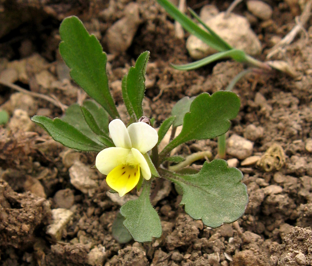 Image of Viola arvensis specimen.