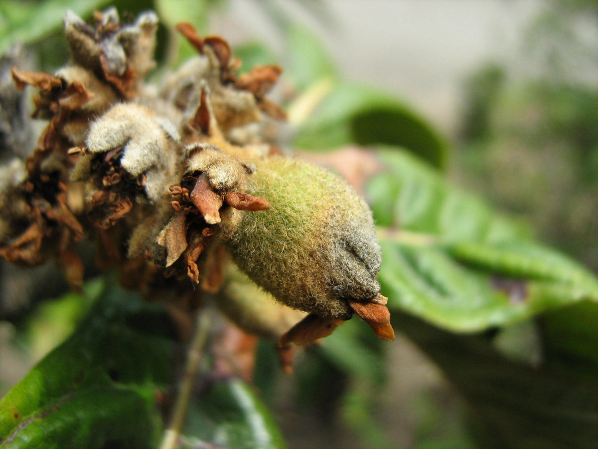 Изображение особи Eriobotrya japonica.