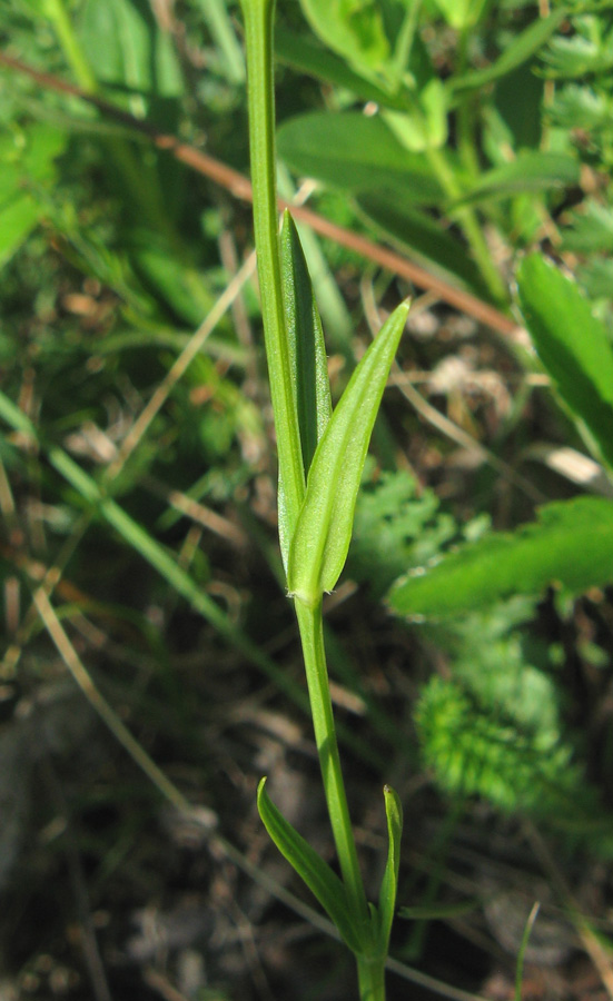 Image of Stellaria graminea specimen.