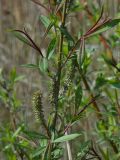 Salix siuzevii