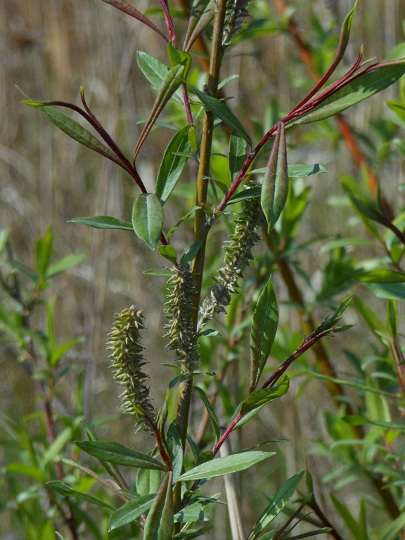 Изображение особи Salix siuzewii.